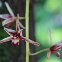 Cymbidium aloifolium (L.) Sw.